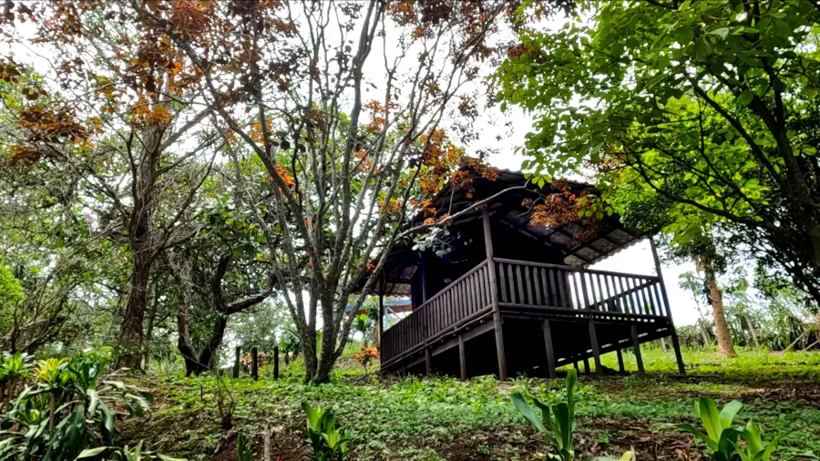 cabin between trees in Costa Rica