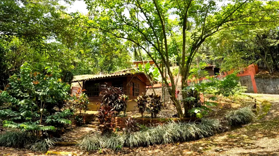 small cabin in forest
