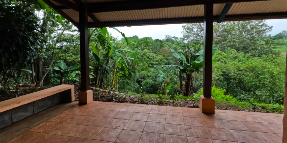 jungle seen from a short stays house