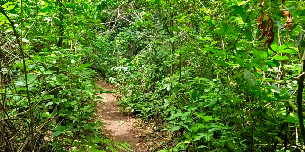 hiking trail in forest