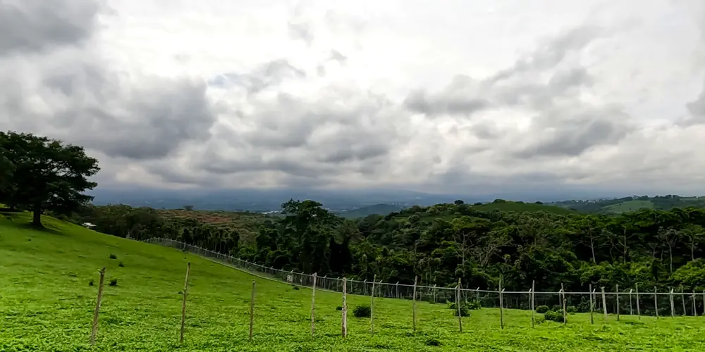 landscape of a costa rica forest